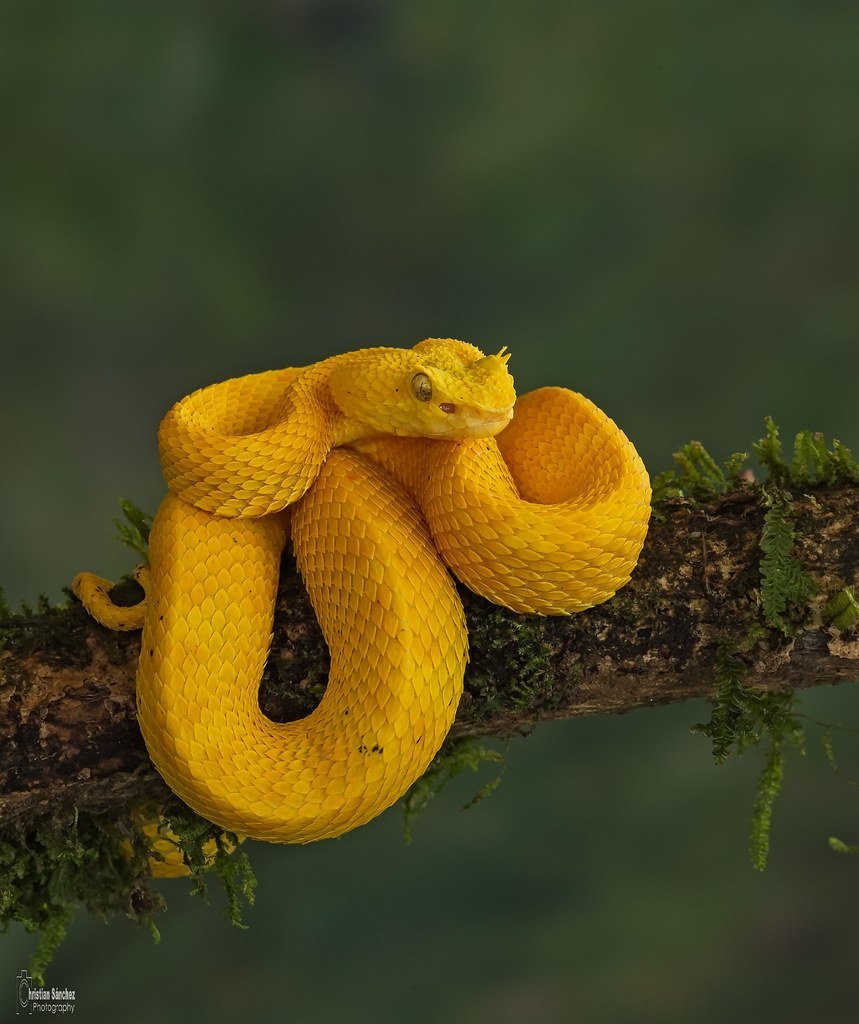 Змея островной ботропс