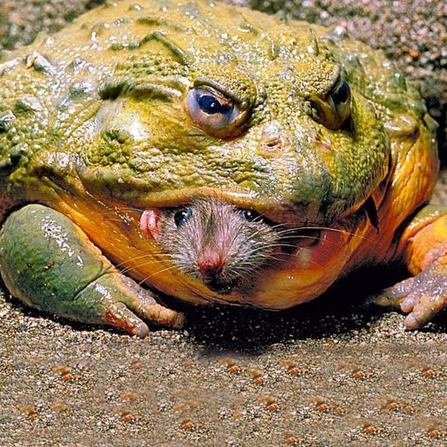 Квакша альбинос