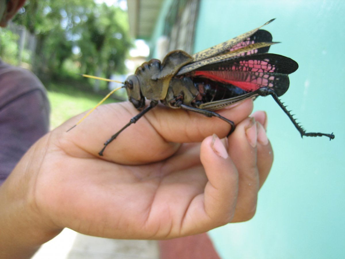 Гигантская Уэта кузнечик