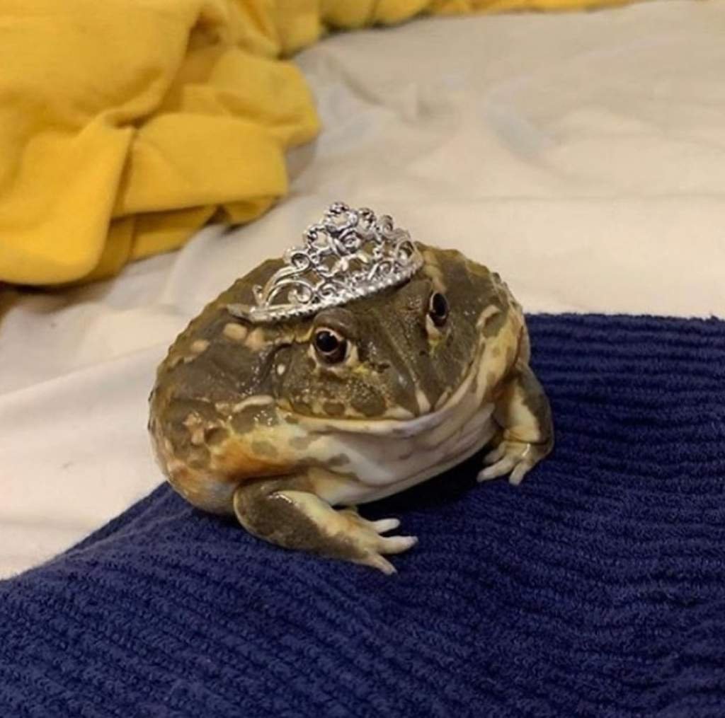 Лягушка квакша Эстетика