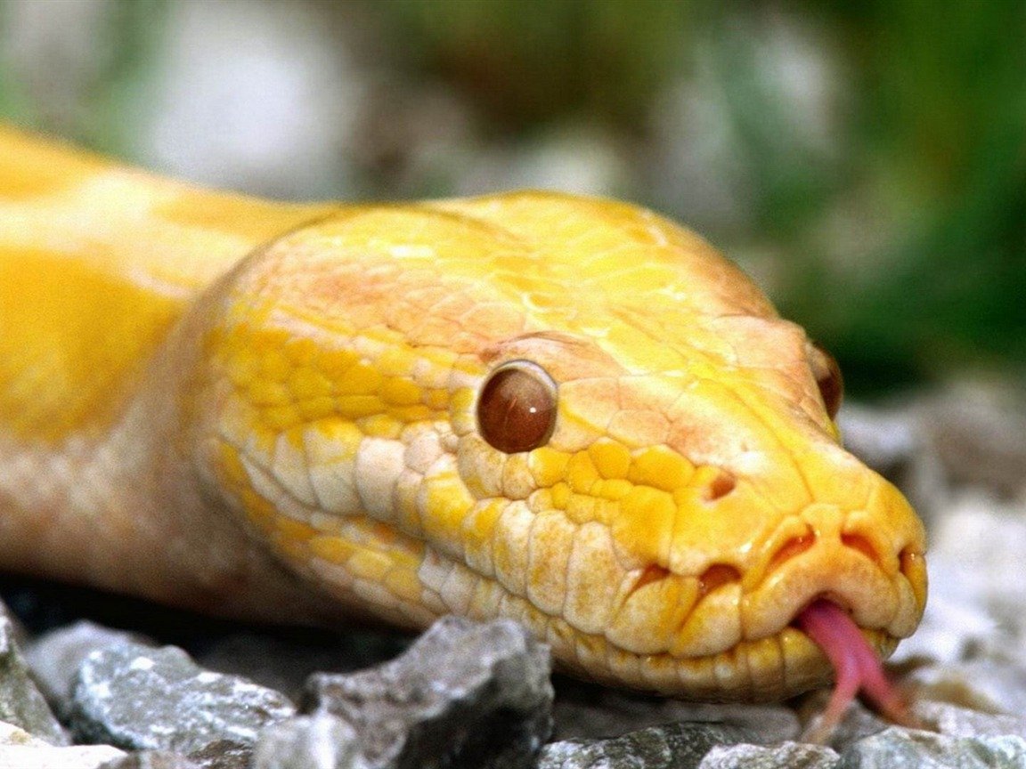 Голубая змея