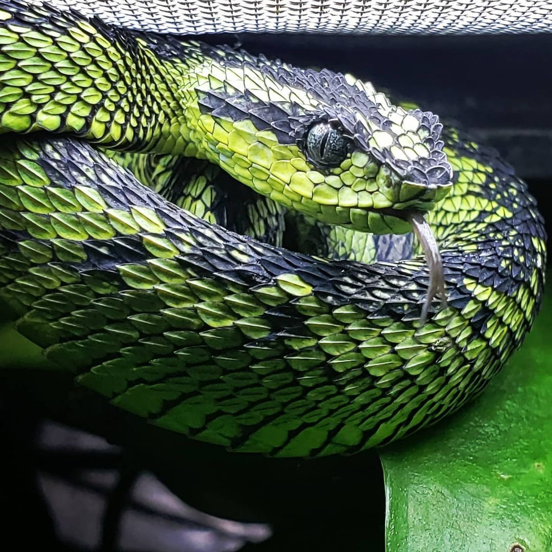 Желтый пятнистый питон