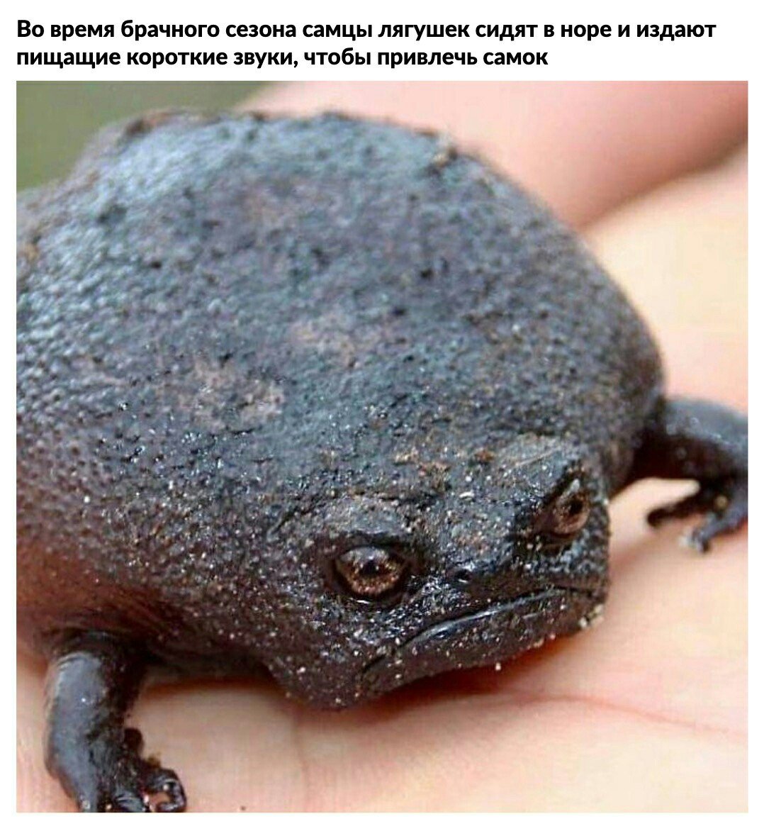 Южноафриканский узкорот