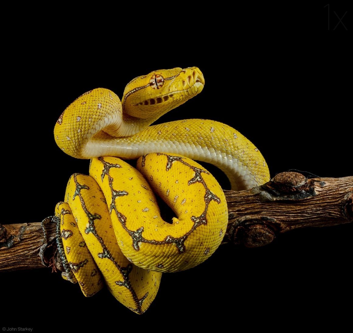 Желтые питоны змеи