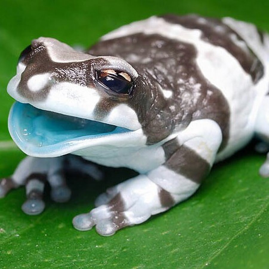 Лягушка красная квакша