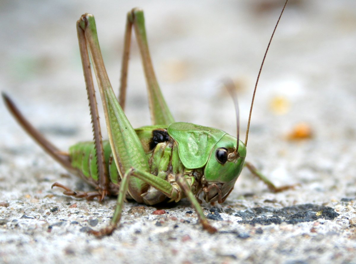 Краснохвостый Саранча