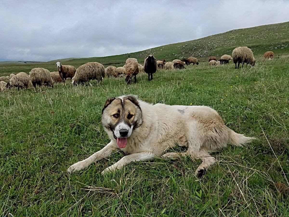 Гампр Кассандра