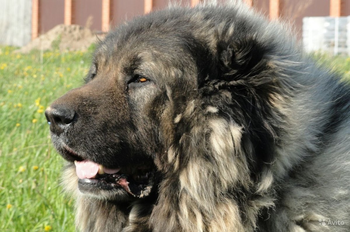 Среднеазиатская овчарка Аборигенная