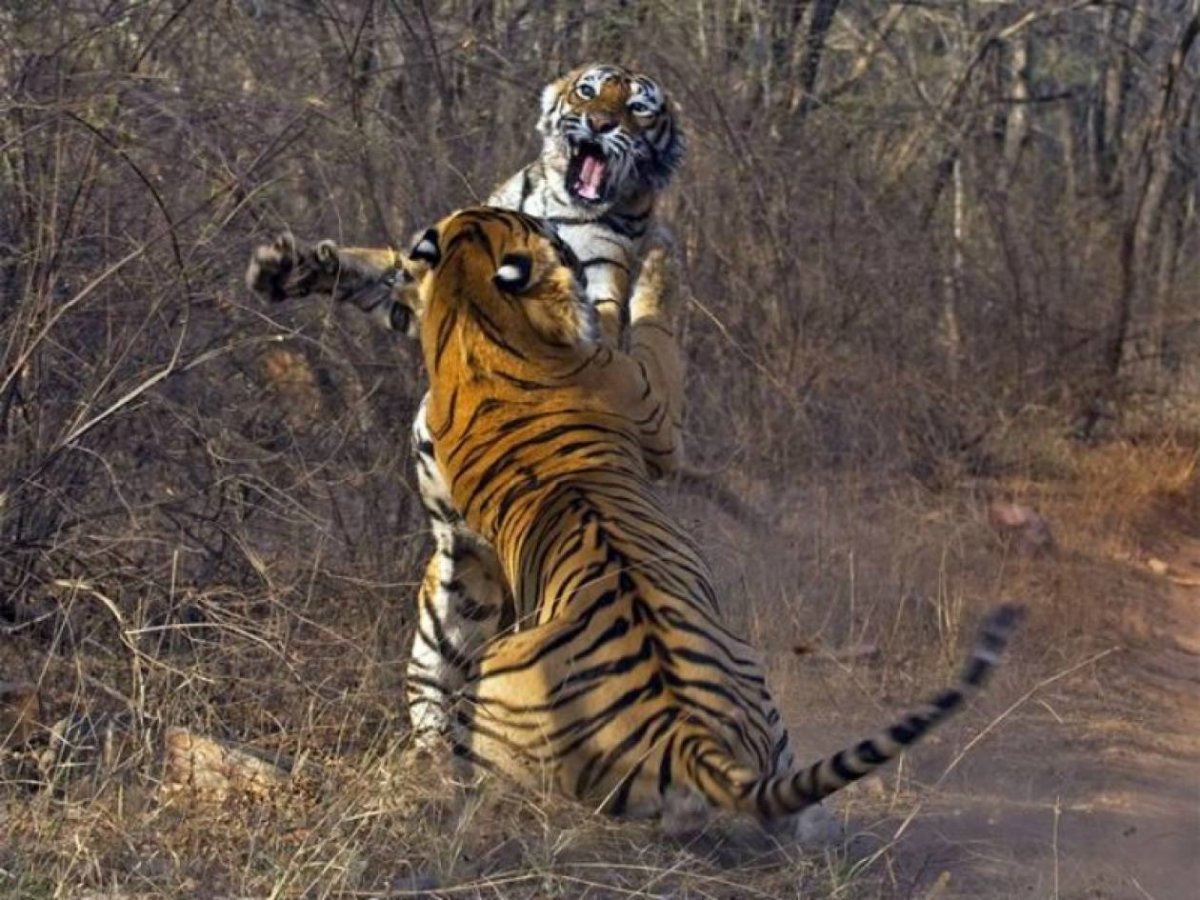 Тигр лень. Тигриный Прайд. Тигры дерутся. Тигр драка. Бой тигра.