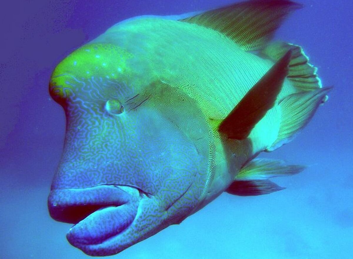 рыба с горбатым носом название фото