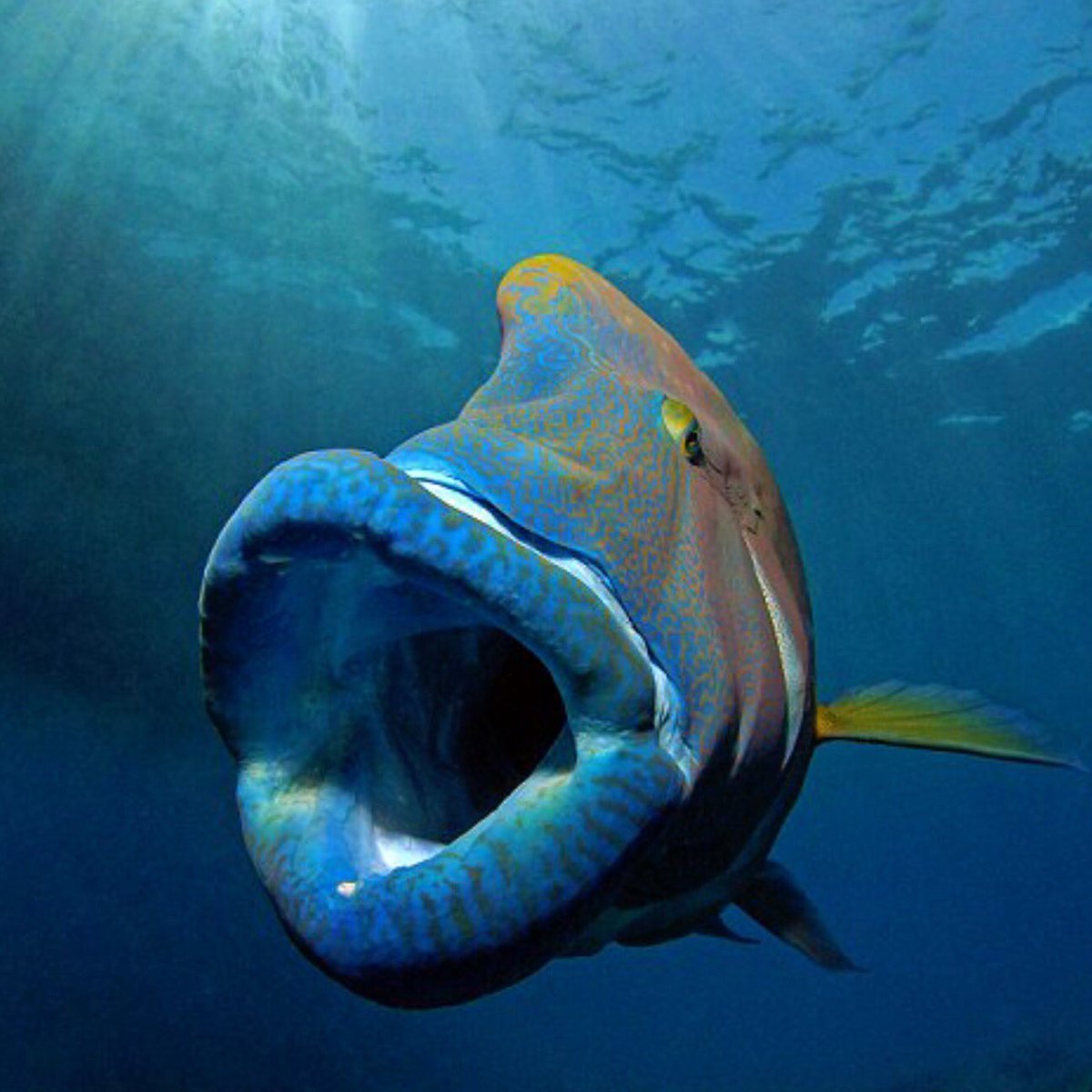 Королевский спинорог