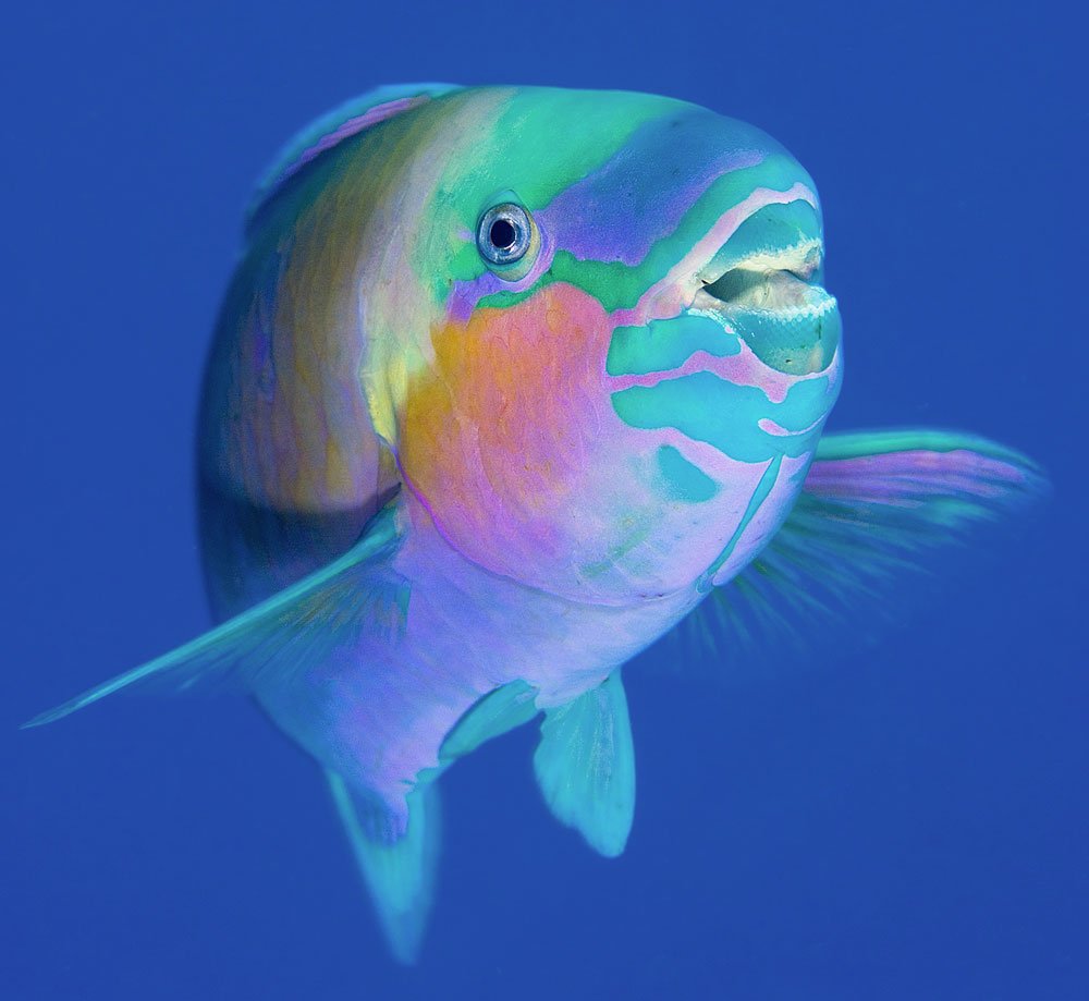 Рыба с человеческими ушами