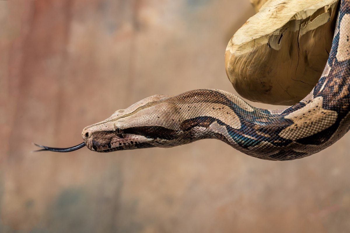 Морда питона