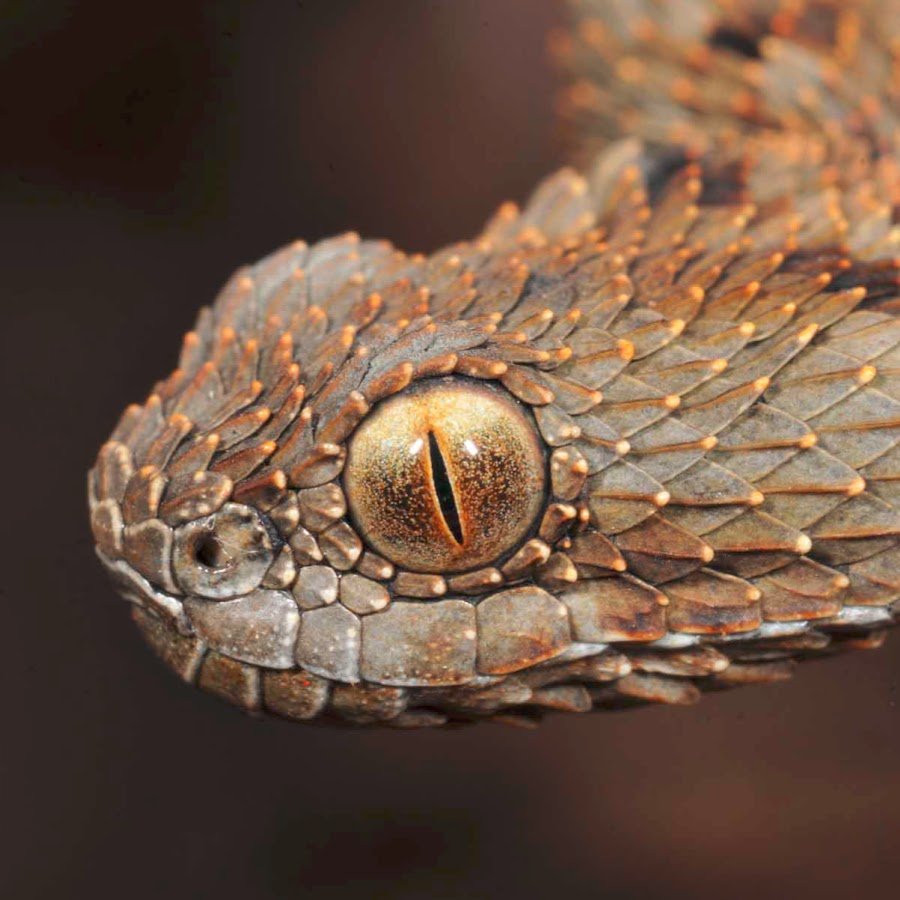 Змея Золотая Королевская Кобра