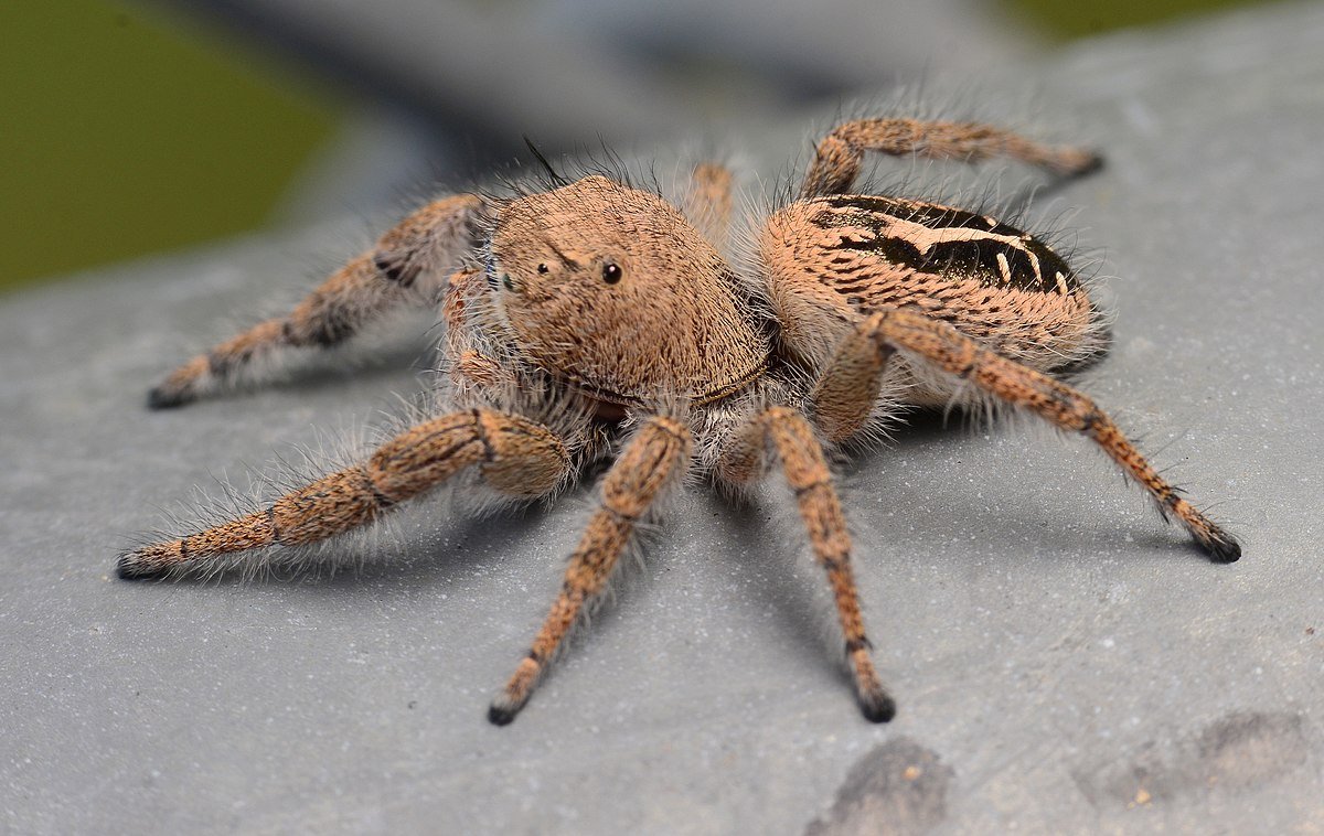 Маленький паучок на руке