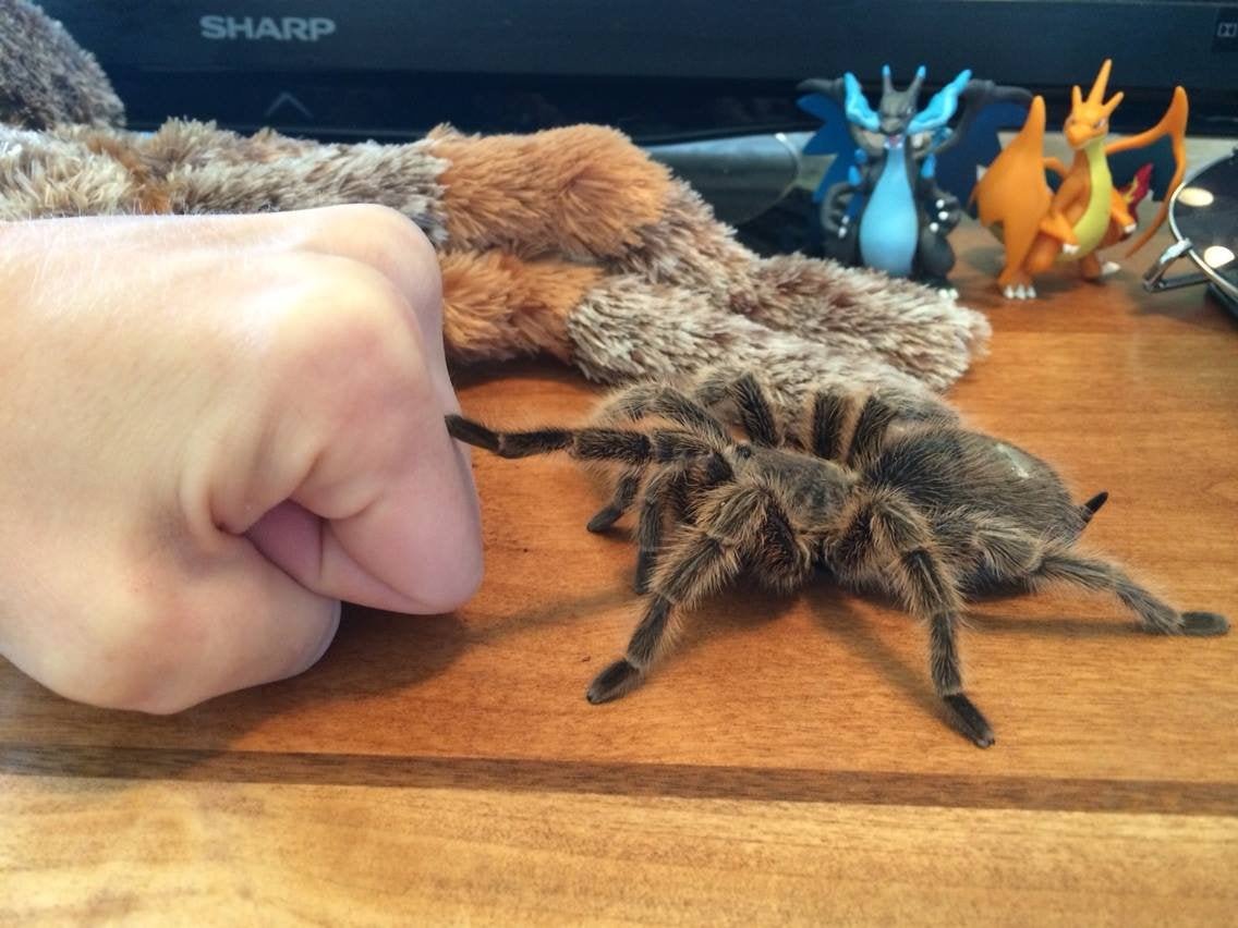 Cebrennus rechenbergi