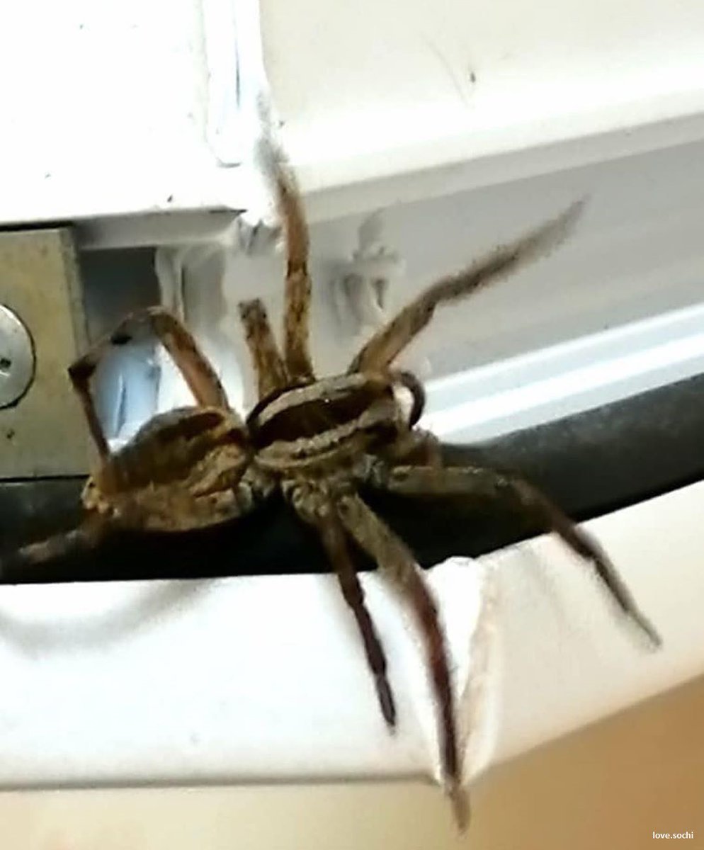 Паук волк Сочи