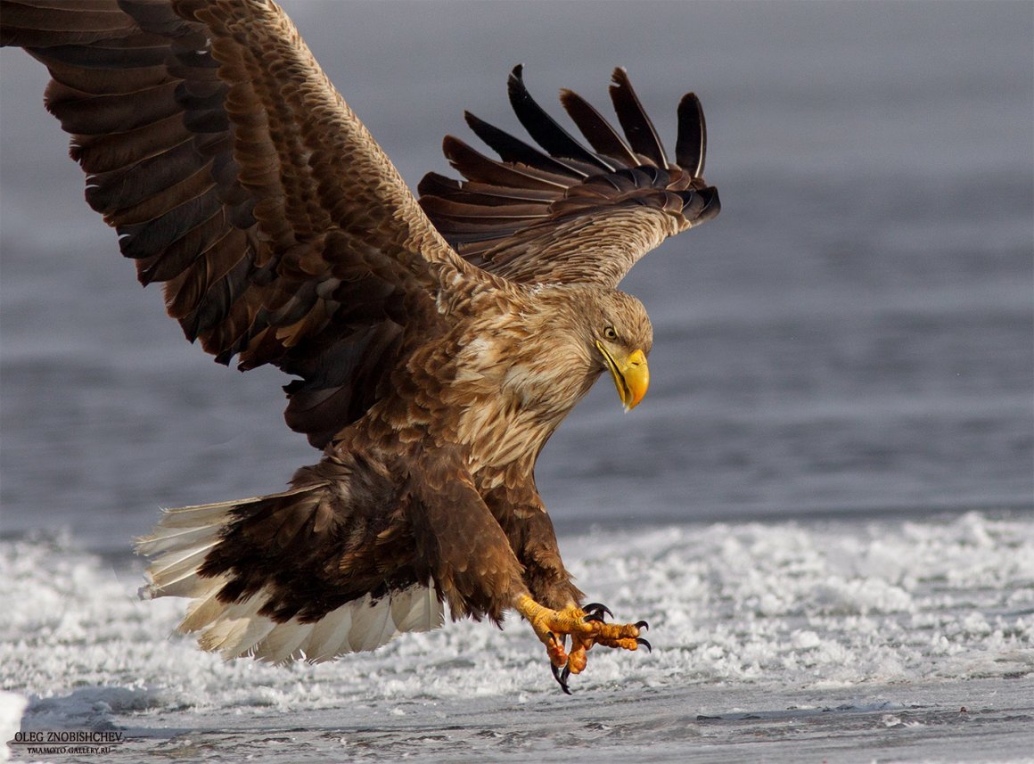 Орлан белохвост Байкальский