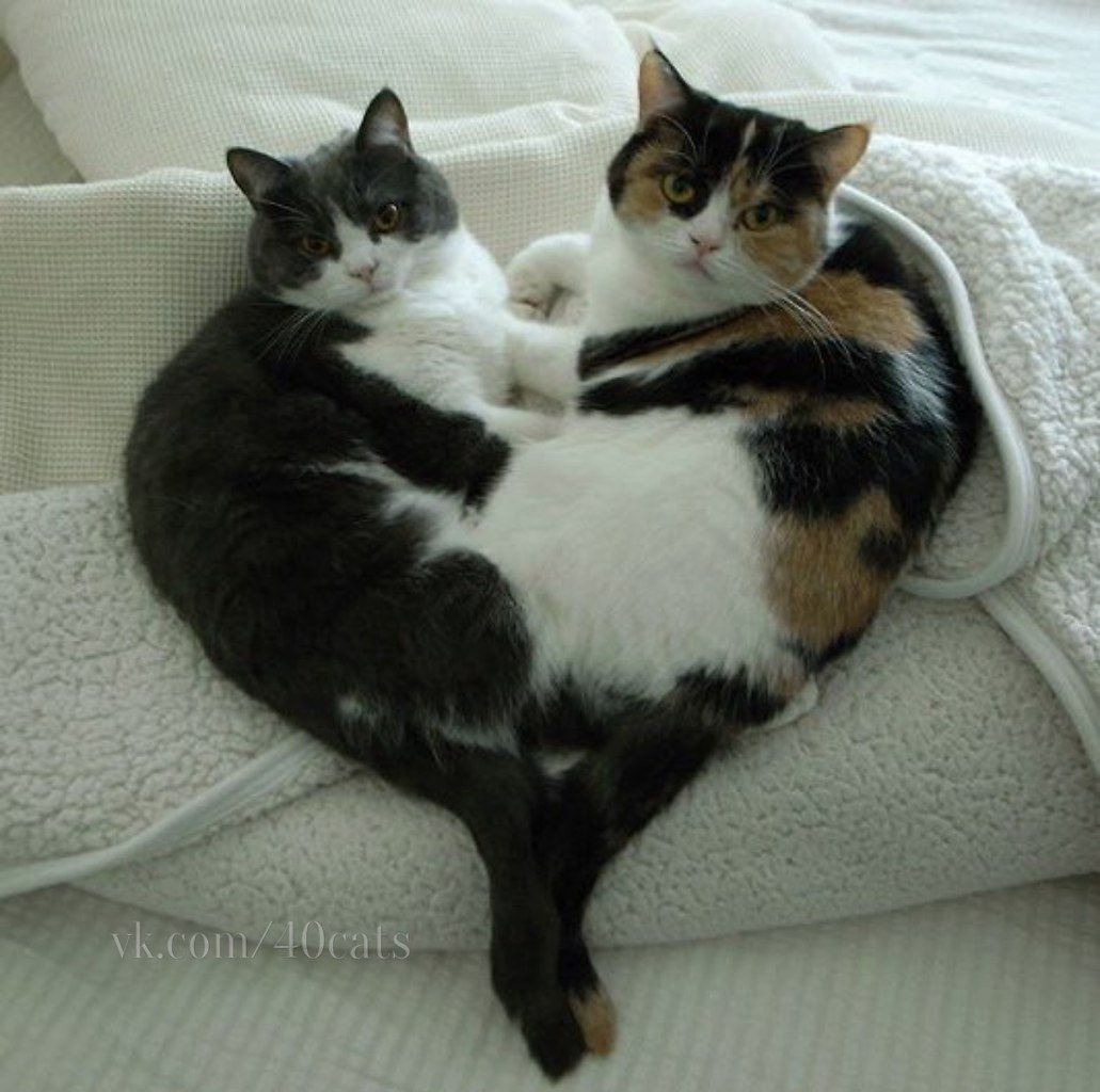 Сиамские Близнецы кошки