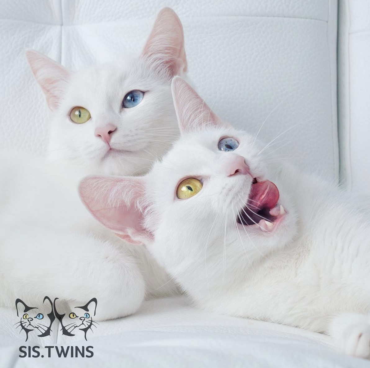 Коты Близнецы