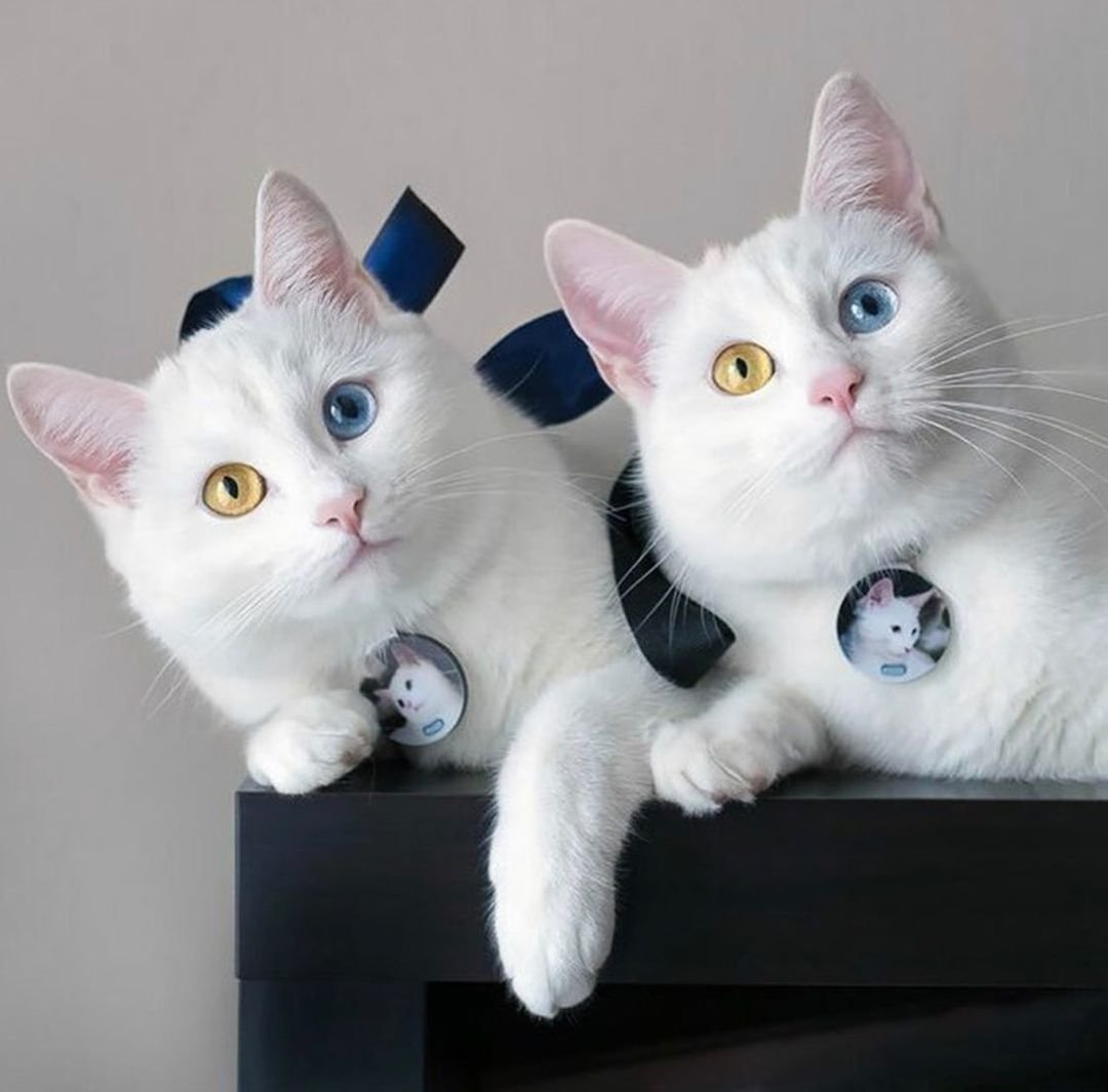 Порода кошек Близнецы