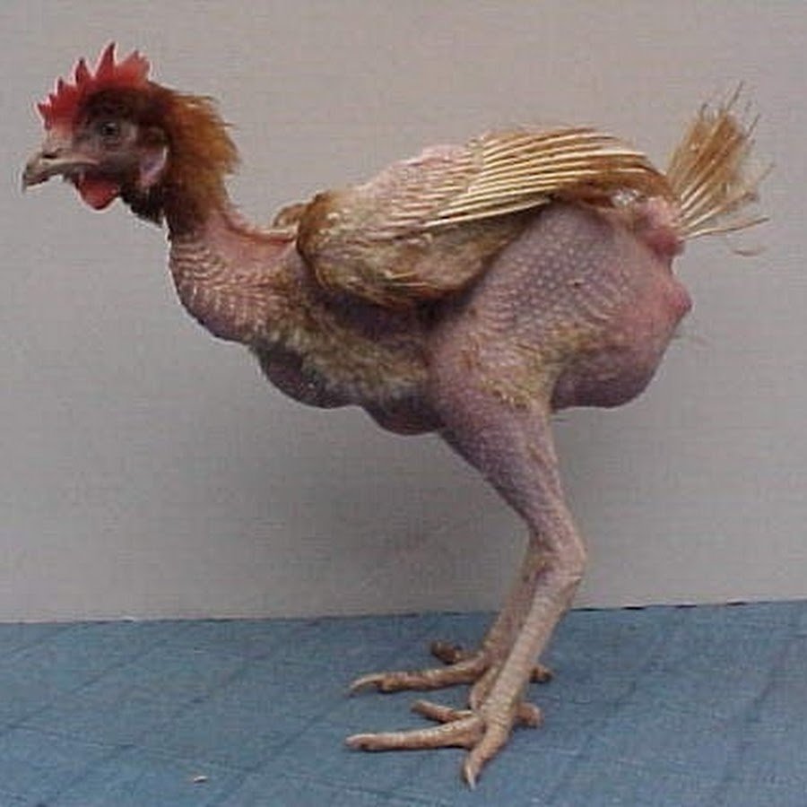 Лысые израильские куры