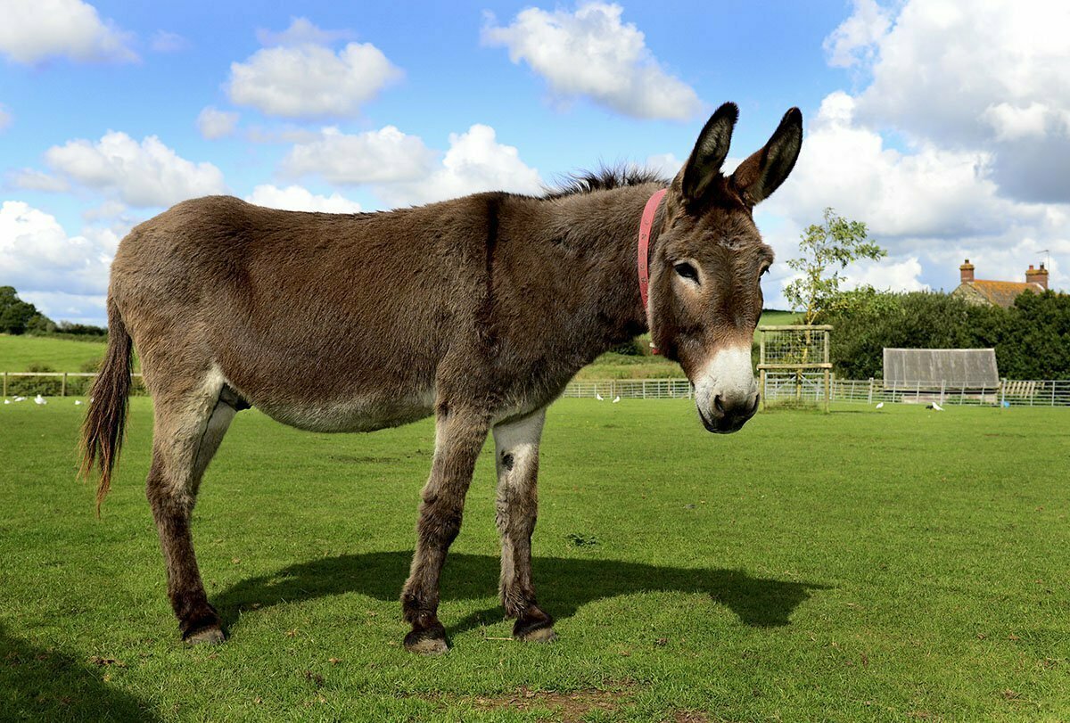 Красивый ослик