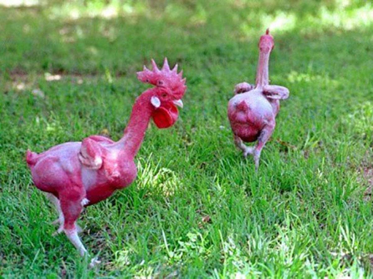 Общипанная курица