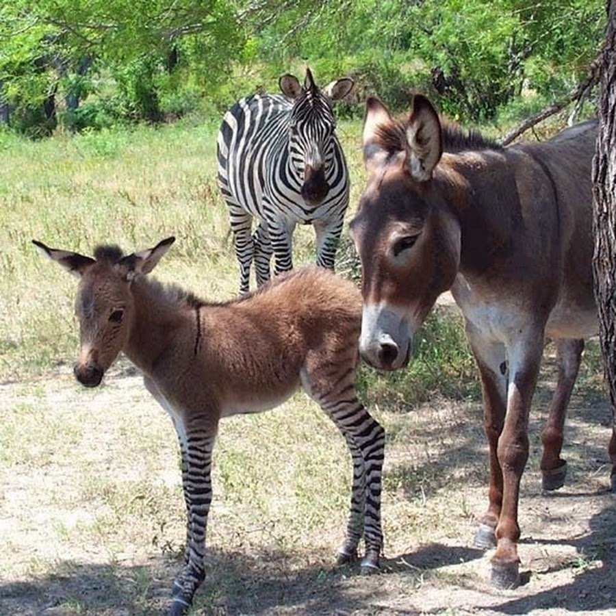 Зонки гибрид осла и зебры