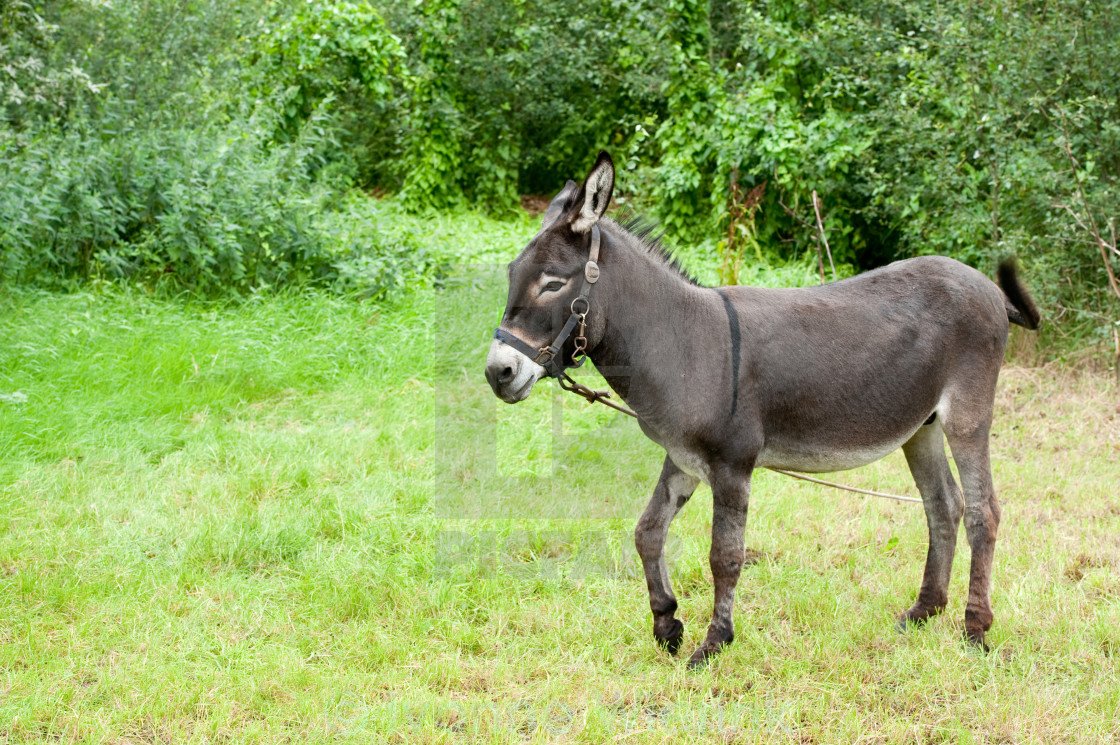 Ишак Бухарский