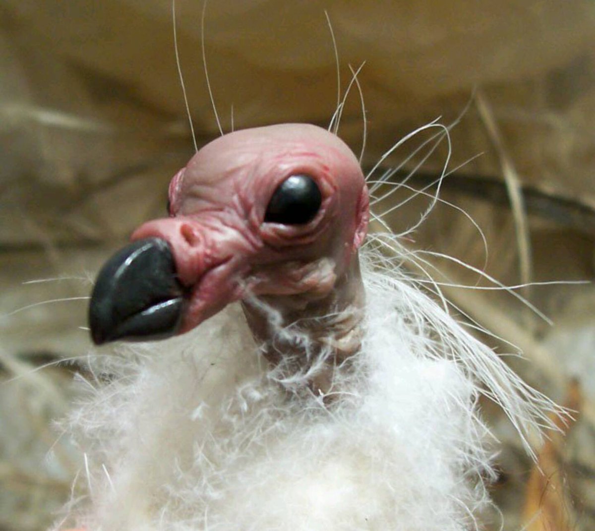 Сипуха без перьев