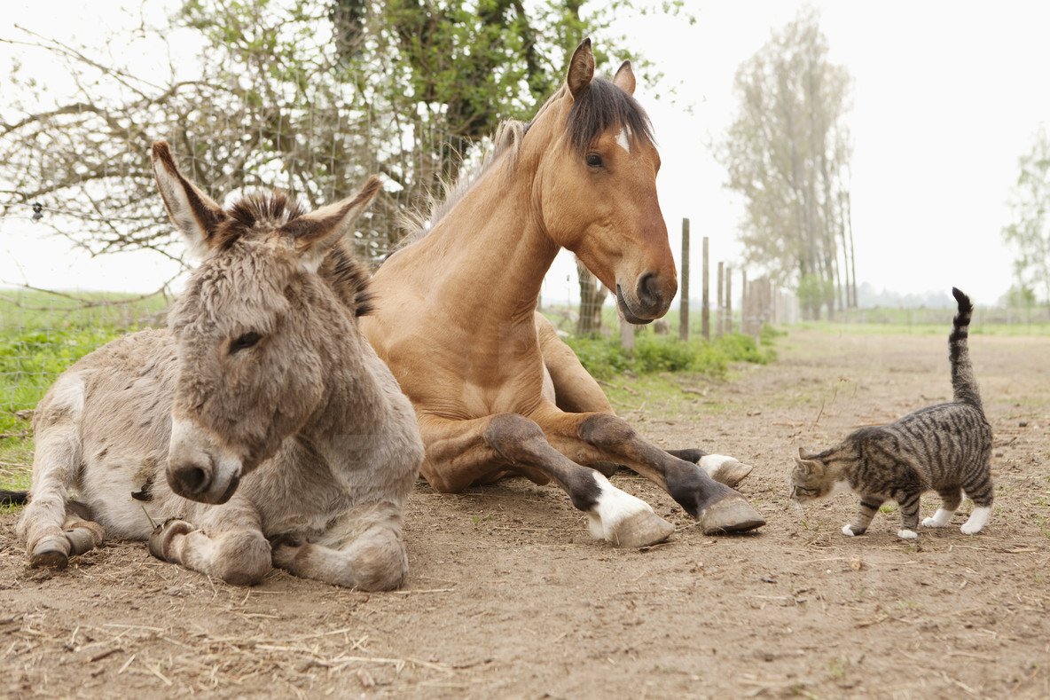 Осел и лошадь вместе
