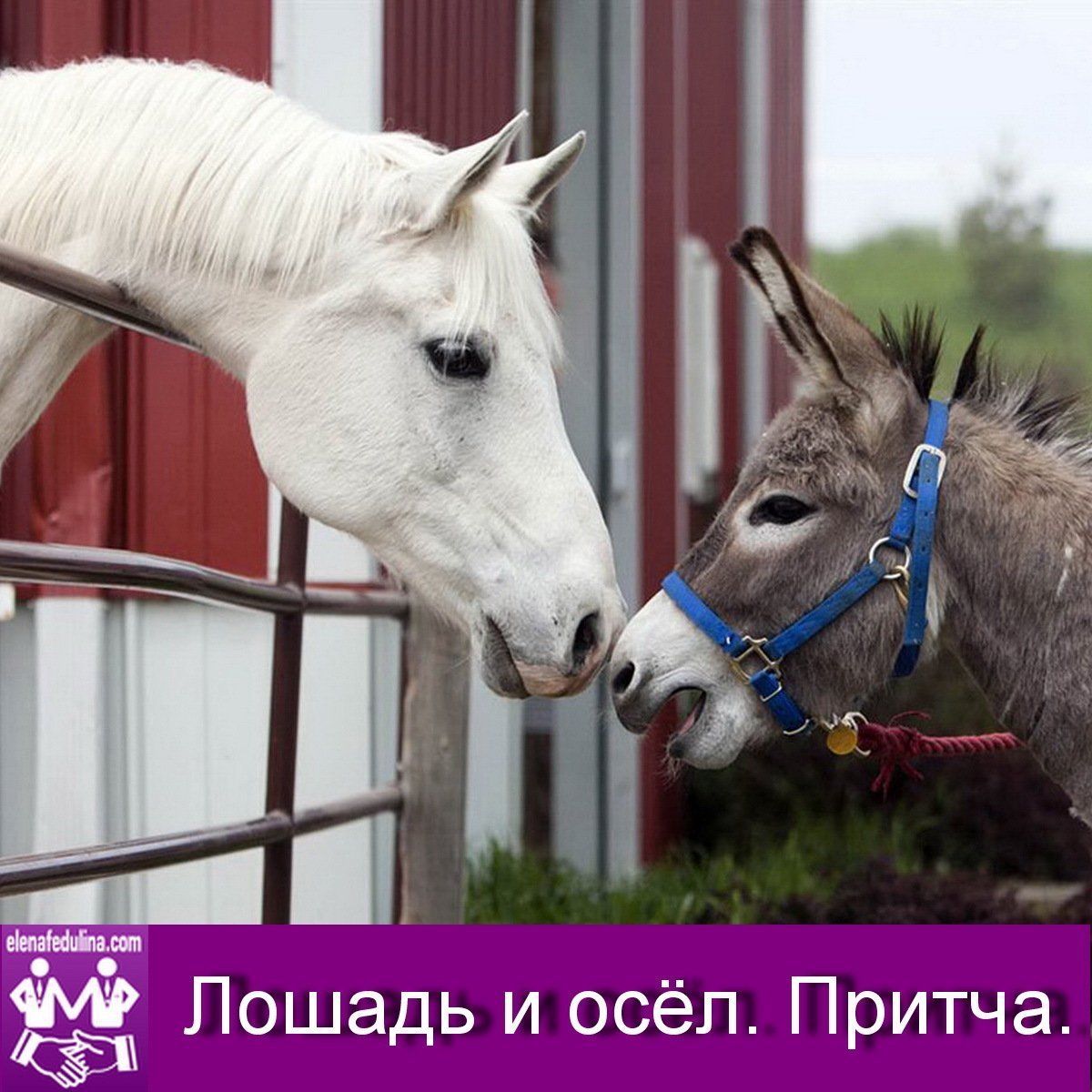 Миниатюрная Средиземноморская порода ослов.