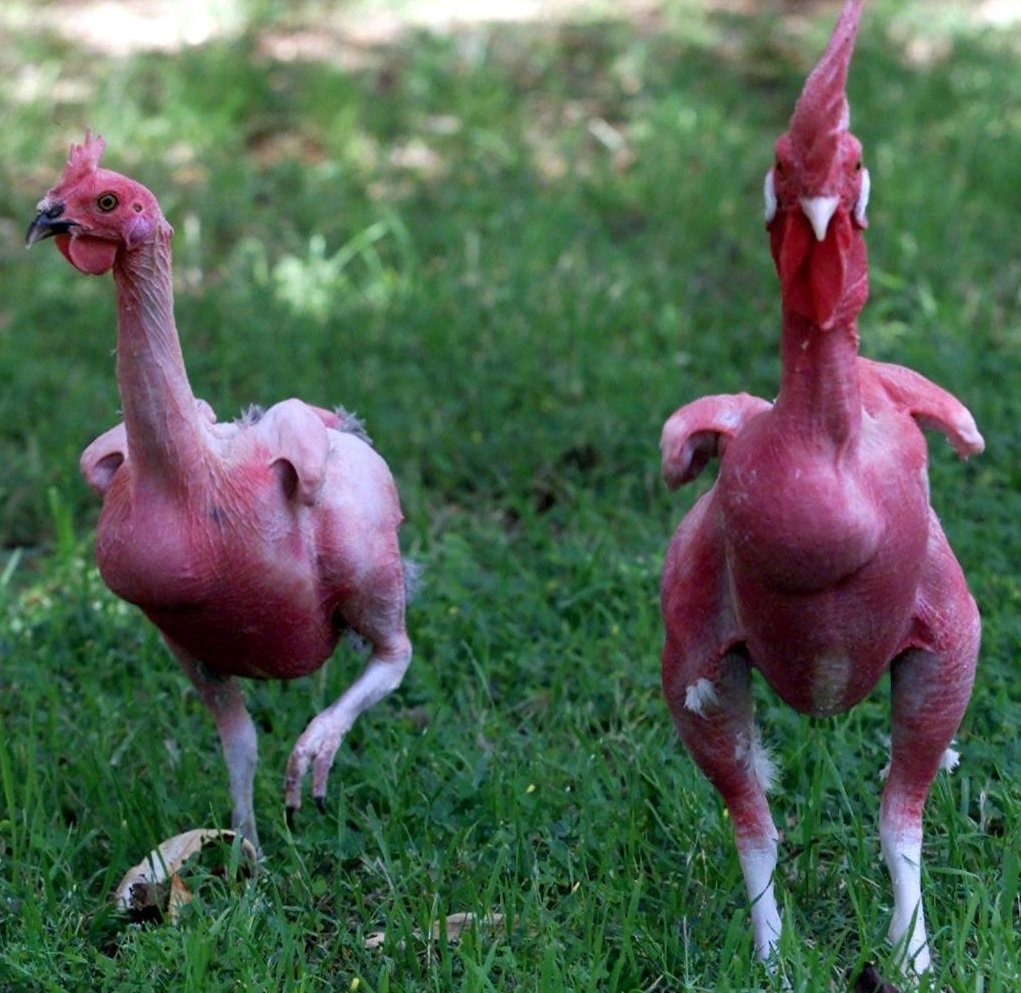 Featherless Chicken сколько стоит