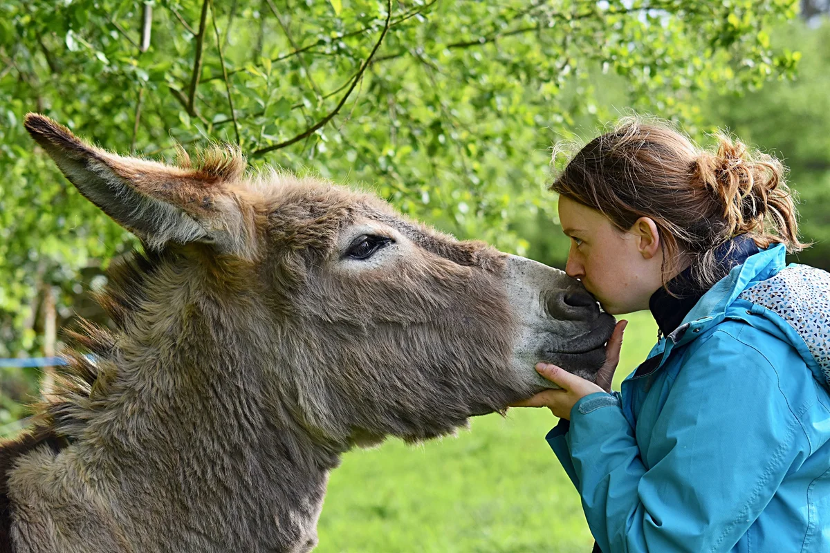 Осёл девушка