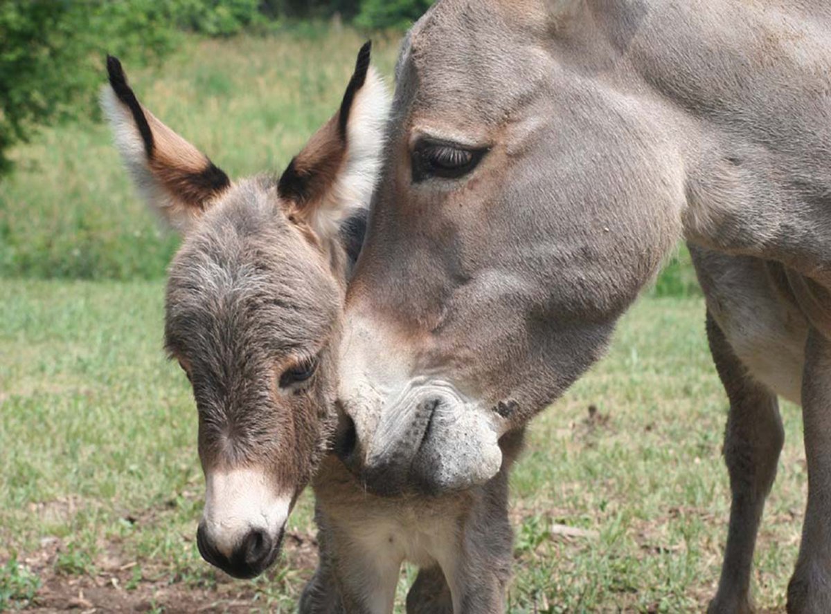 Ослики влюбленные