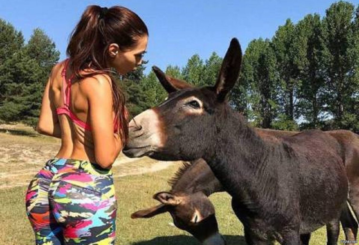 Европейский дикий осел