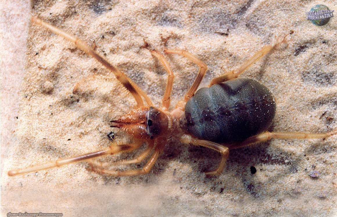 Волгоградский паук фаланга