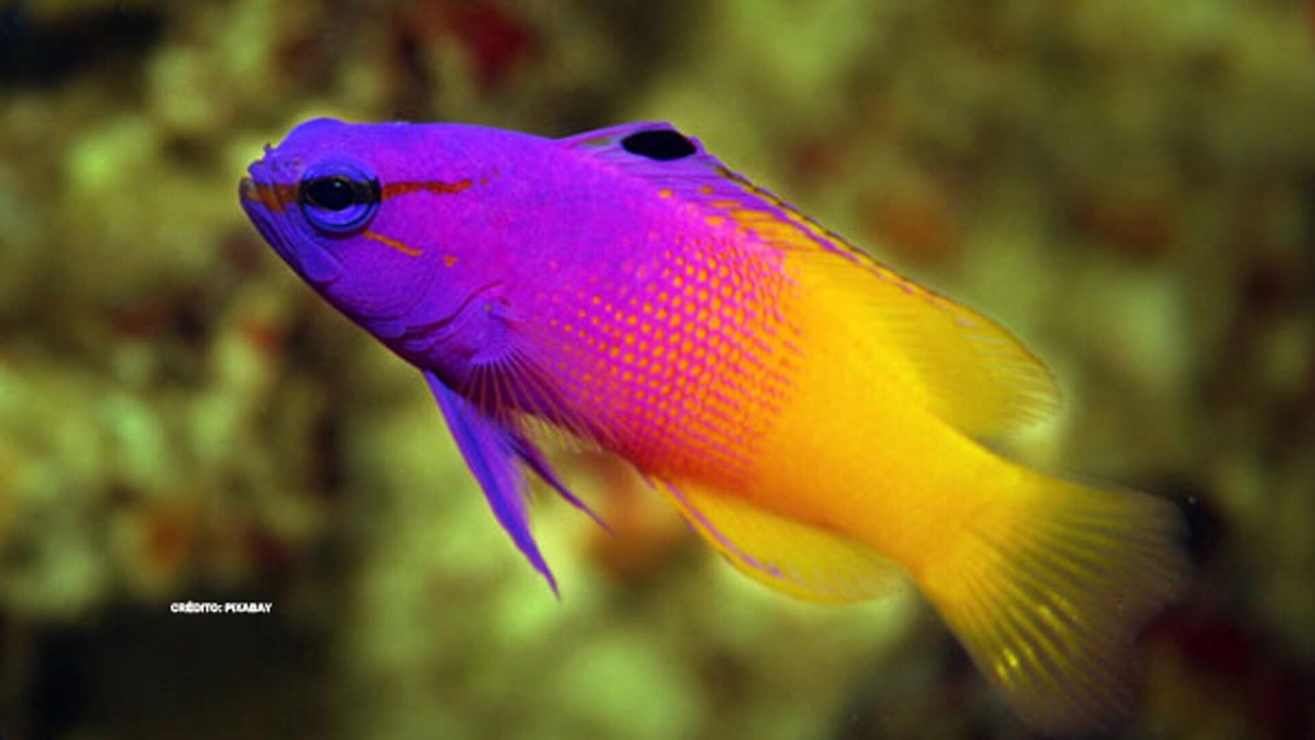 Аквариумная рыбка на букву т. Ложнохромис Королевский. Ложнохромис Королевский Pseudochromis paccagnellae. Разноцветные рыбки. Красивые аквариумные рыбки.