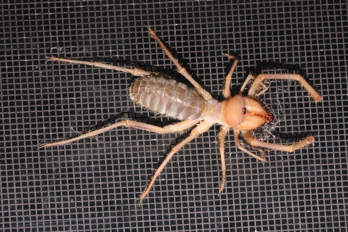 Песчаный шестиглазый паук