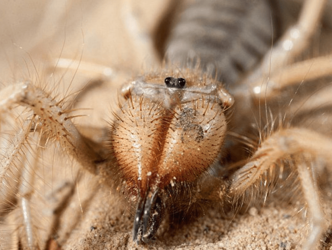 Астраханский паук Южнорусский Тарантул