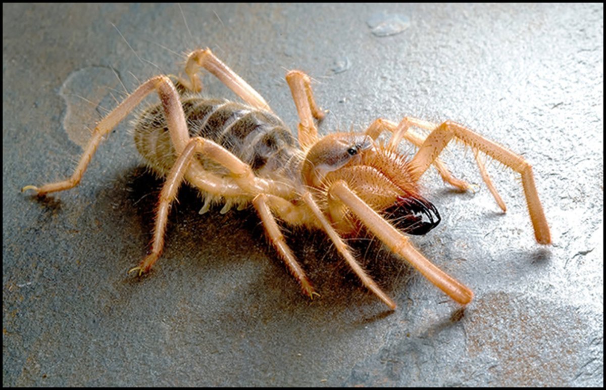 Сольпуга фаланга