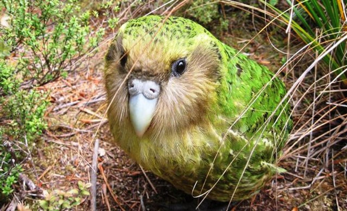 Совиный попугай какапо