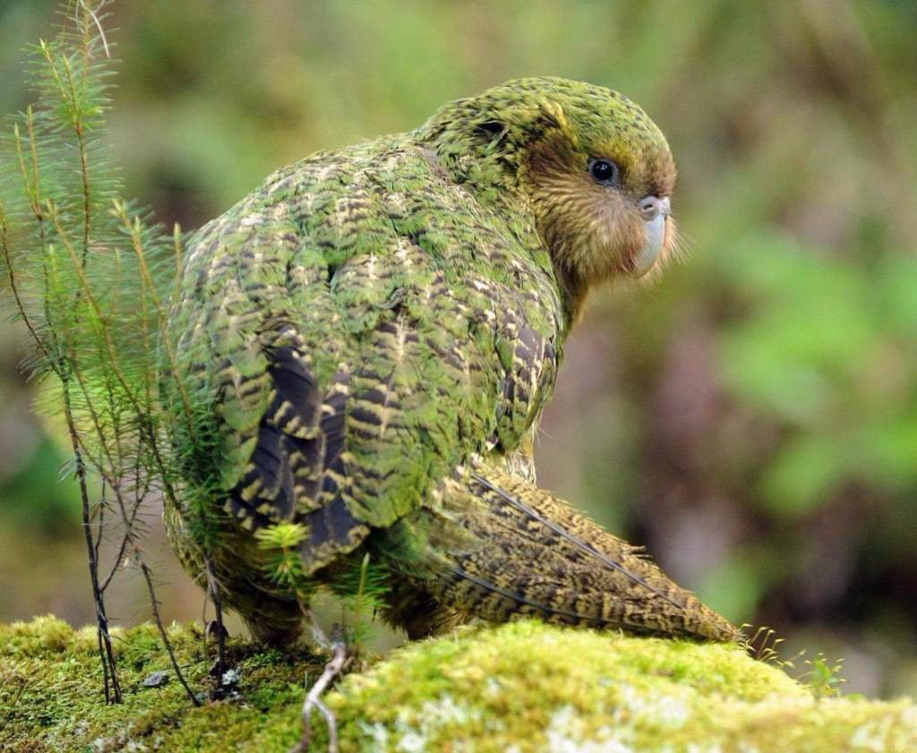 Какапо обои