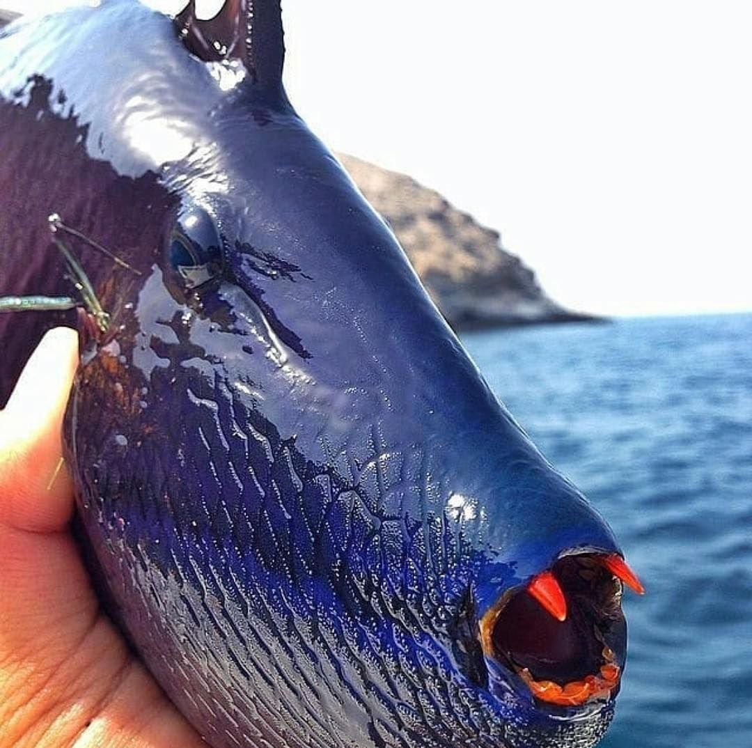 Рыба красноперый опах