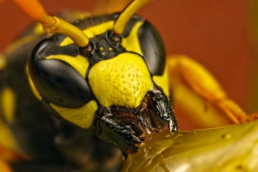 Императорский Скорпион против шершня