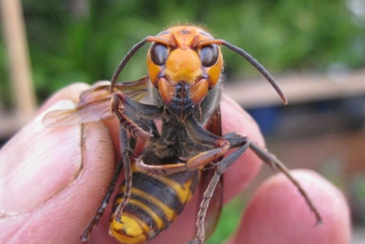 Черная Оса пелопей