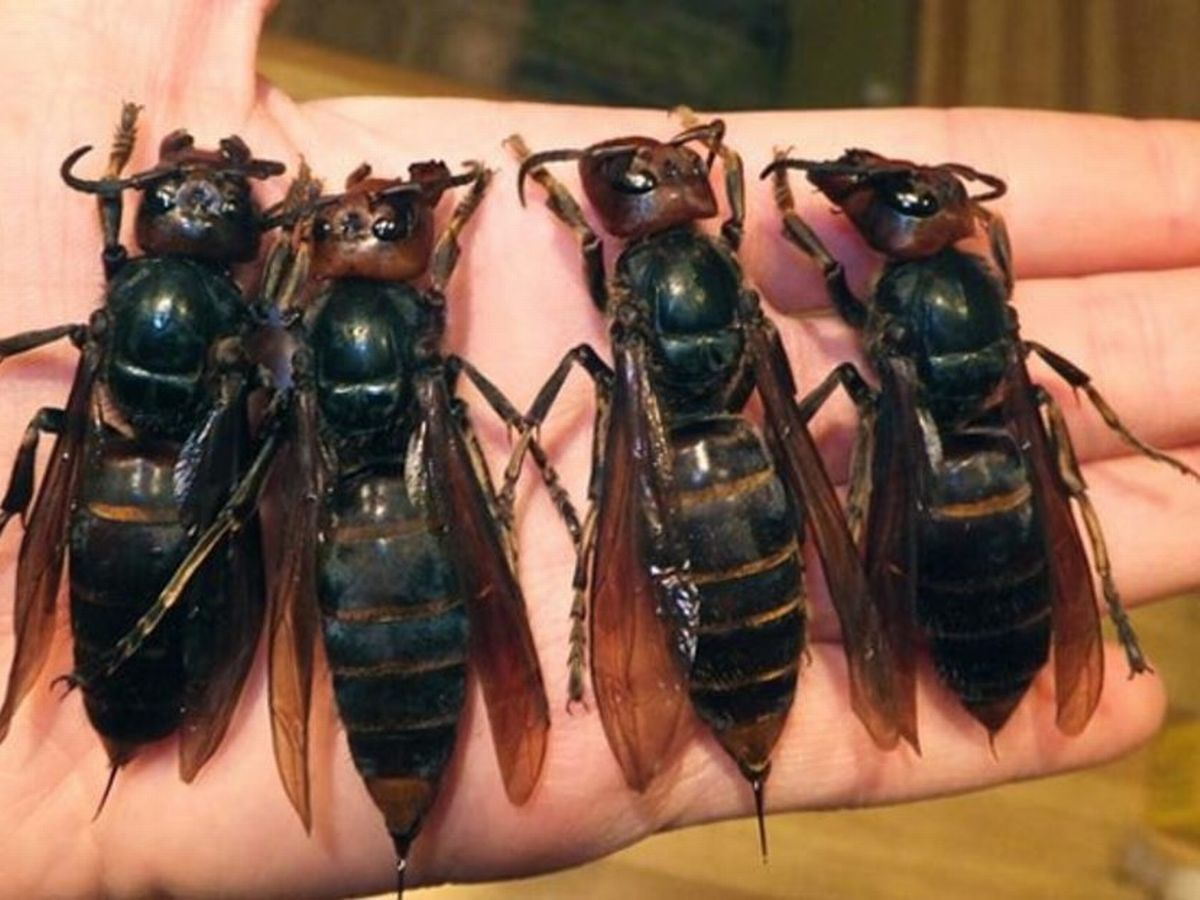 Мертвый Шершень