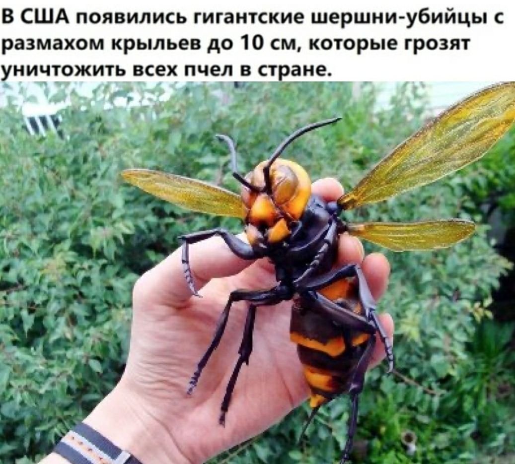 Гигантский азиатский Шершень убийца