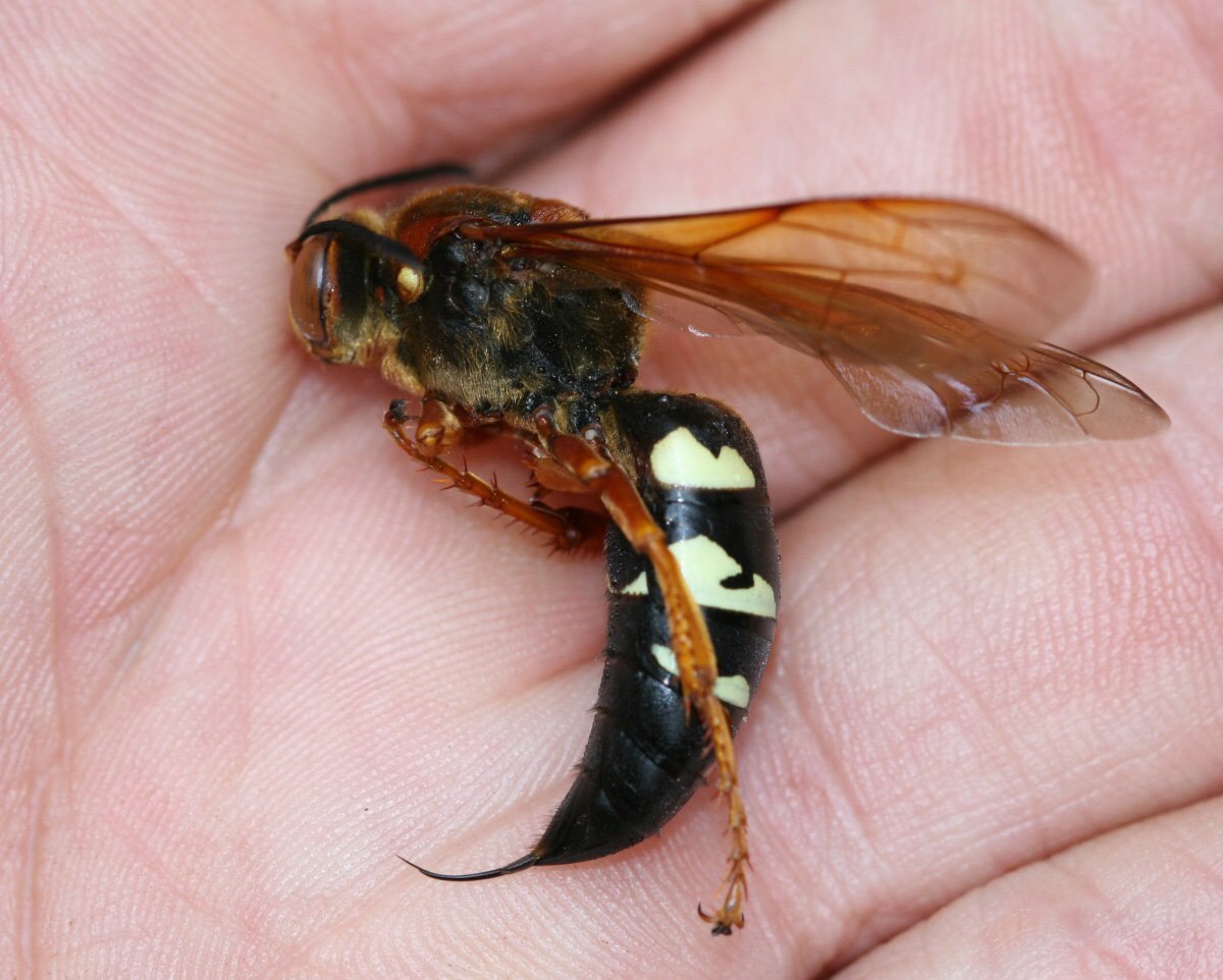 Xylocopa caerulea - пчела